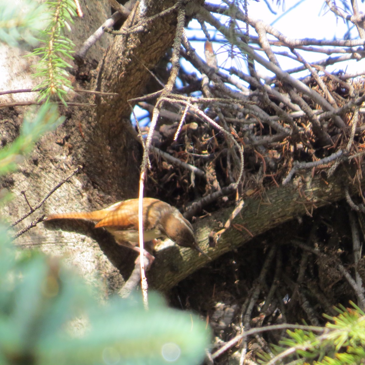 Carolina Wren - ML251862351