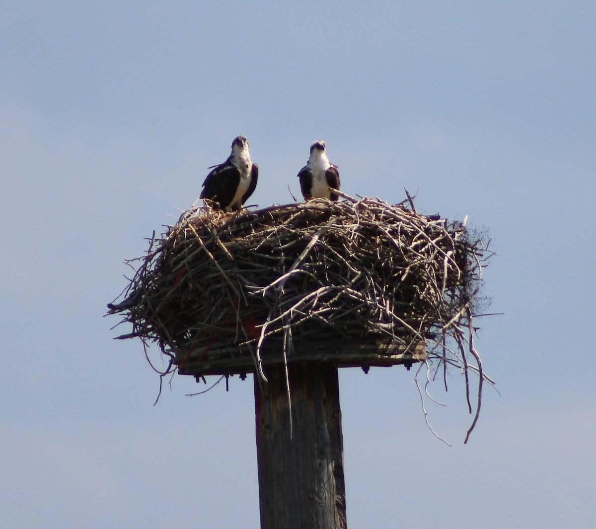 Osprey - ML251863631