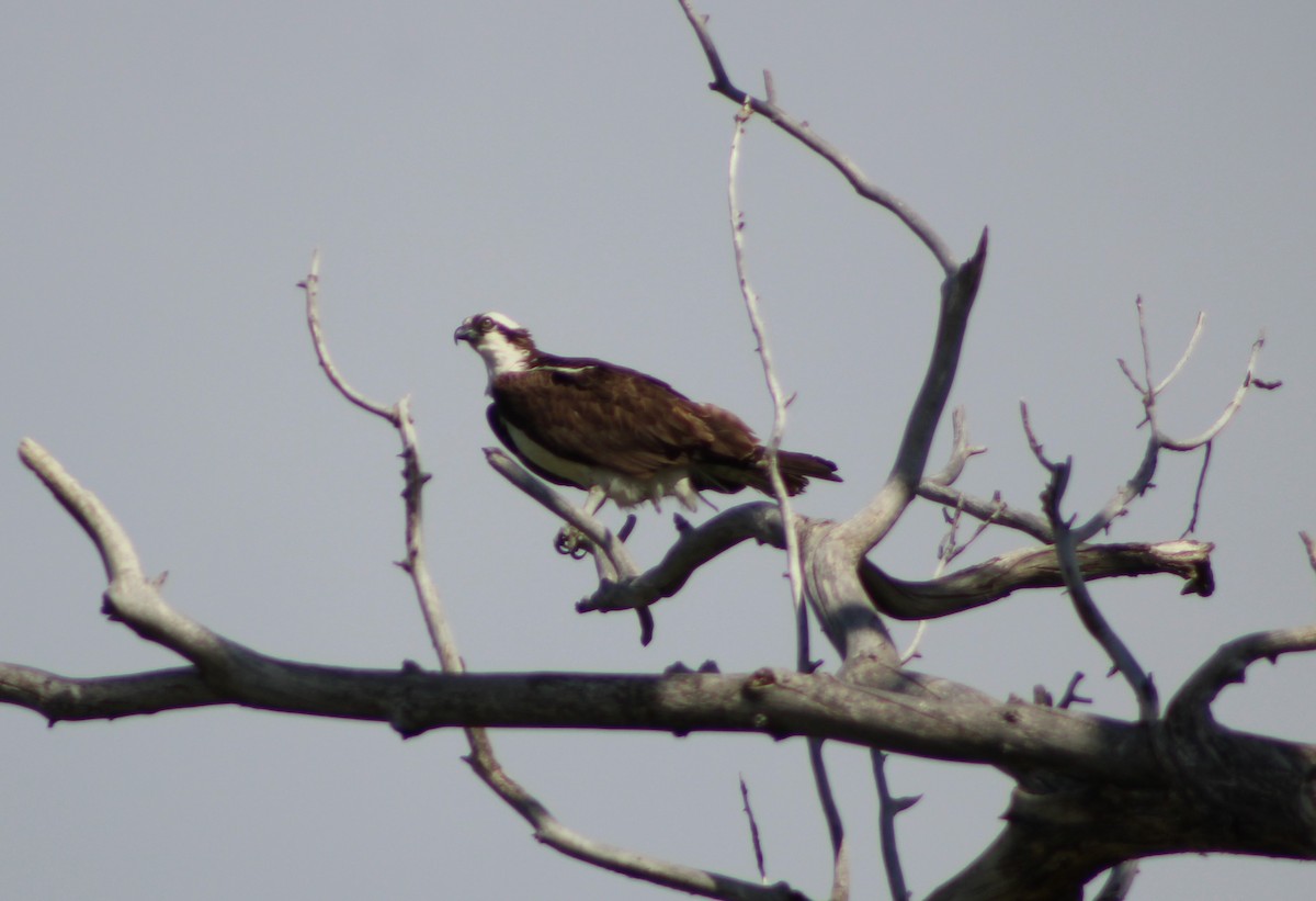 Águila Pescadora - ML251863641