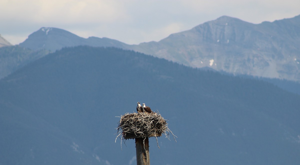 Osprey - ML251863661