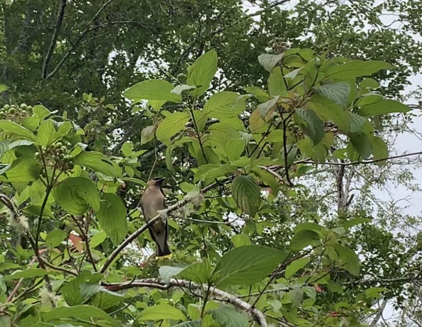 Cedar Waxwing - ML251863781