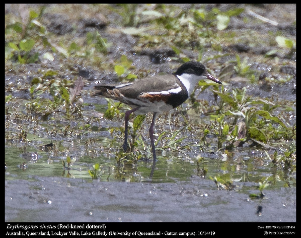 Red-kneed Dotterel - Peter Kondrashov