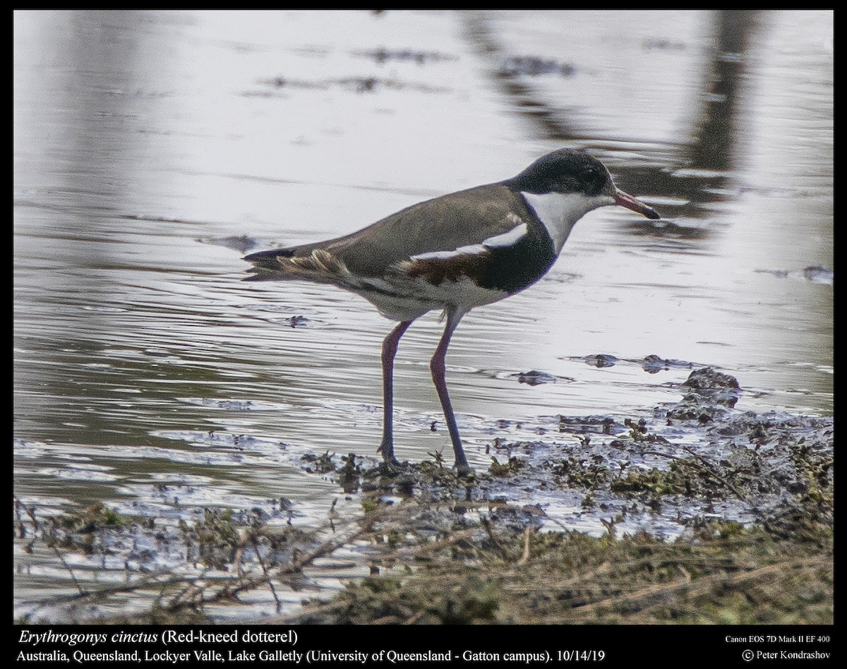 Red-kneed Dotterel - Peter Kondrashov