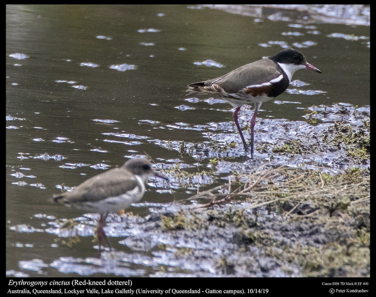 Red-kneed Dotterel - Peter Kondrashov