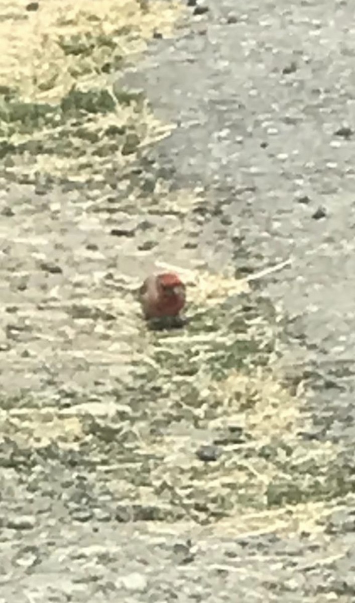 House Finch - ML251864021