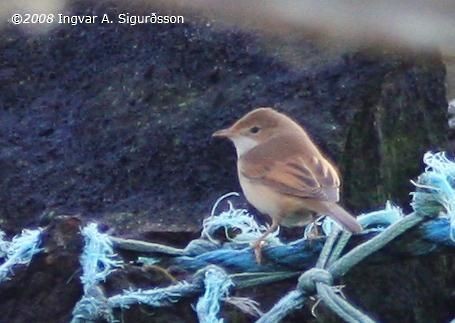 Greater Whitethroat - ML25186421