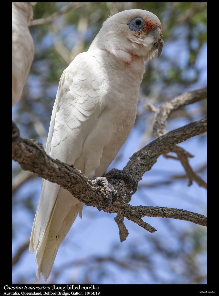 Long-billed Corella - ML251864221