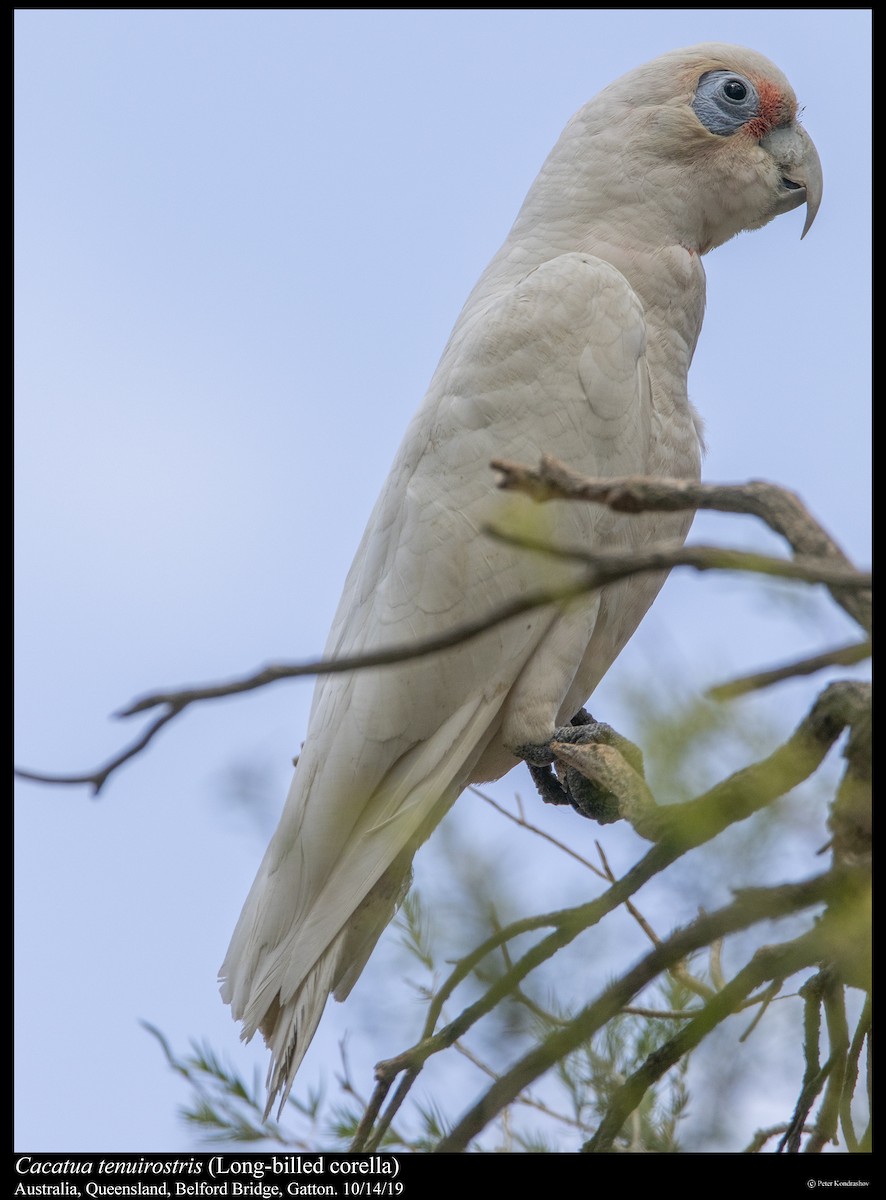 Long-billed Corella - ML251864231