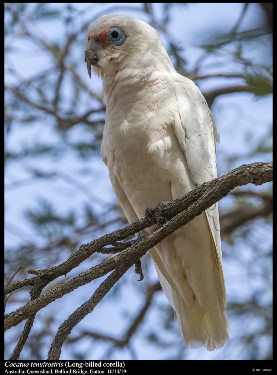 Long-billed Corella - ML251864241