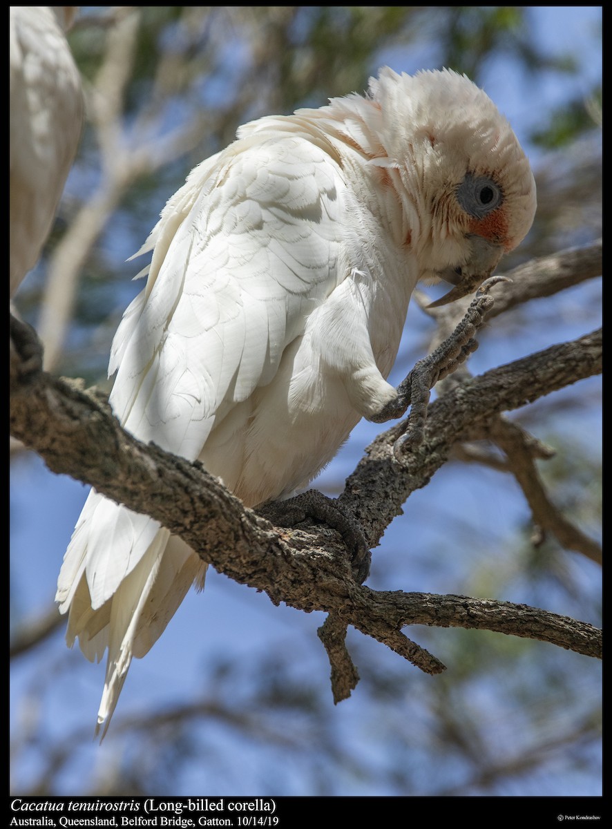 Long-billed Corella - ML251864271