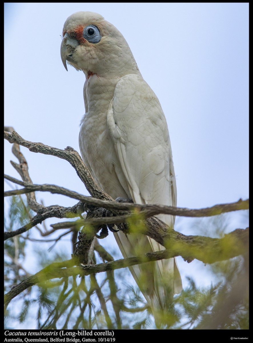kakadu ostrozobý - ML251864281
