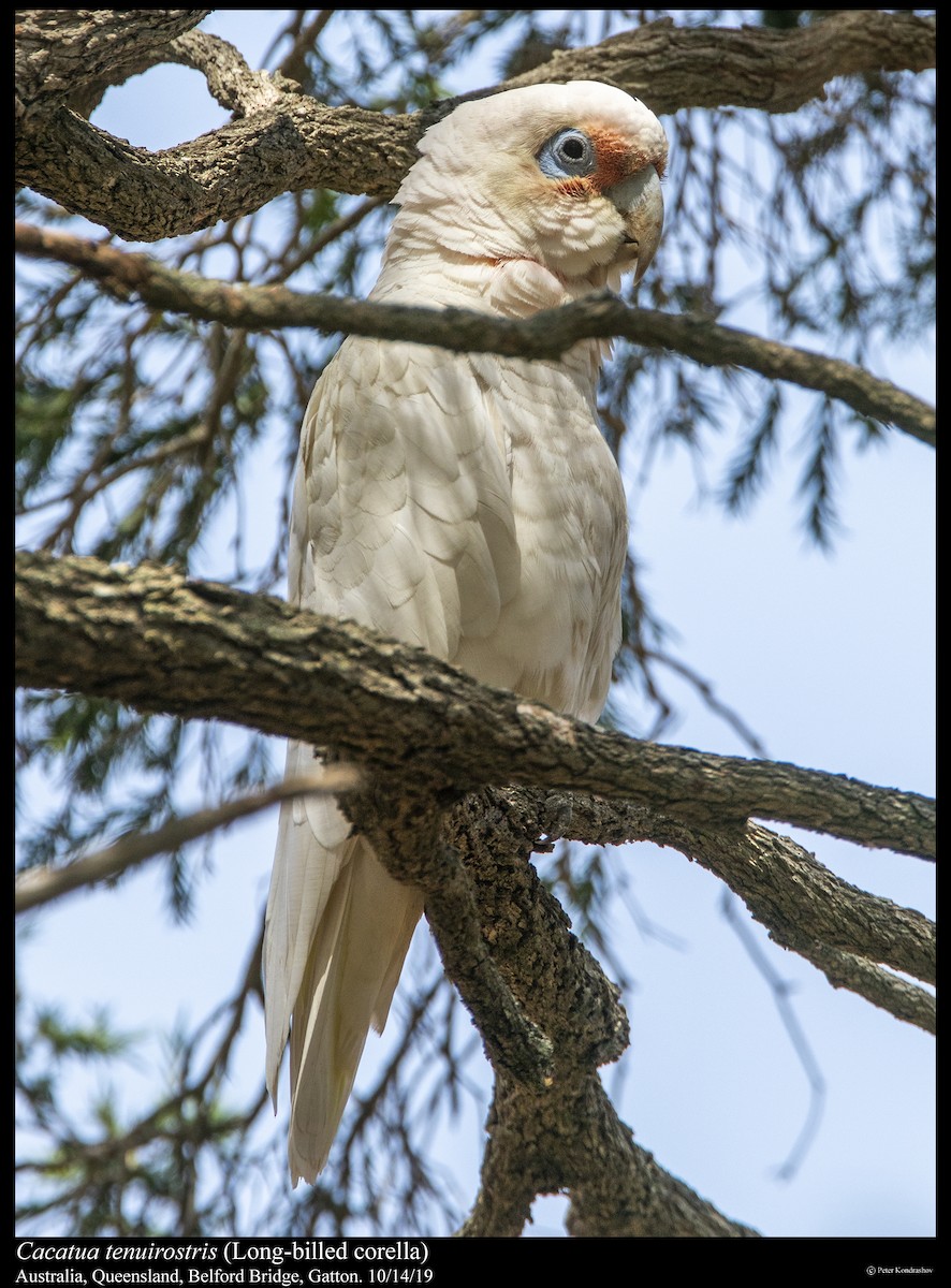 Long-billed Corella - ML251864301