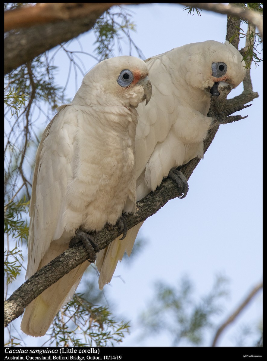 Little Corella - ML251864321