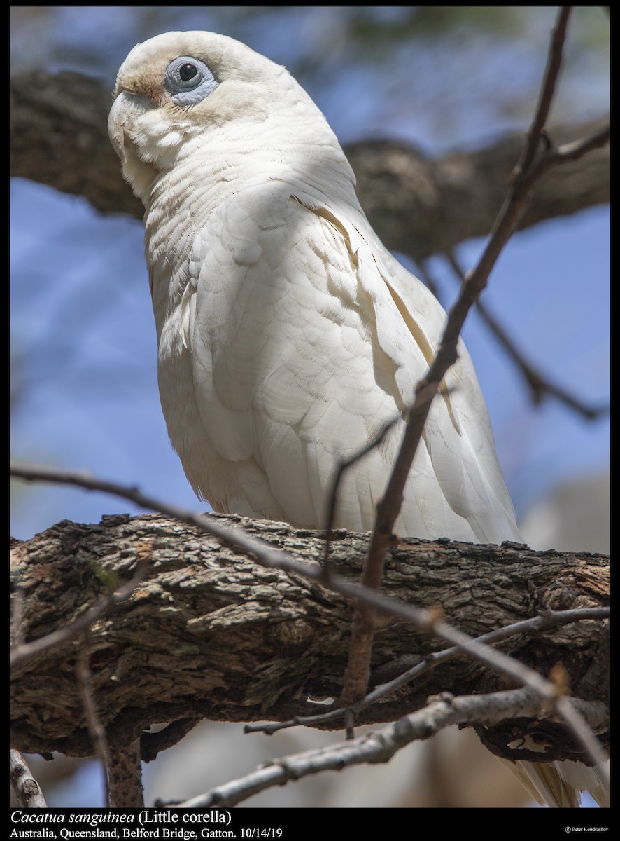 Little Corella - ML251864341