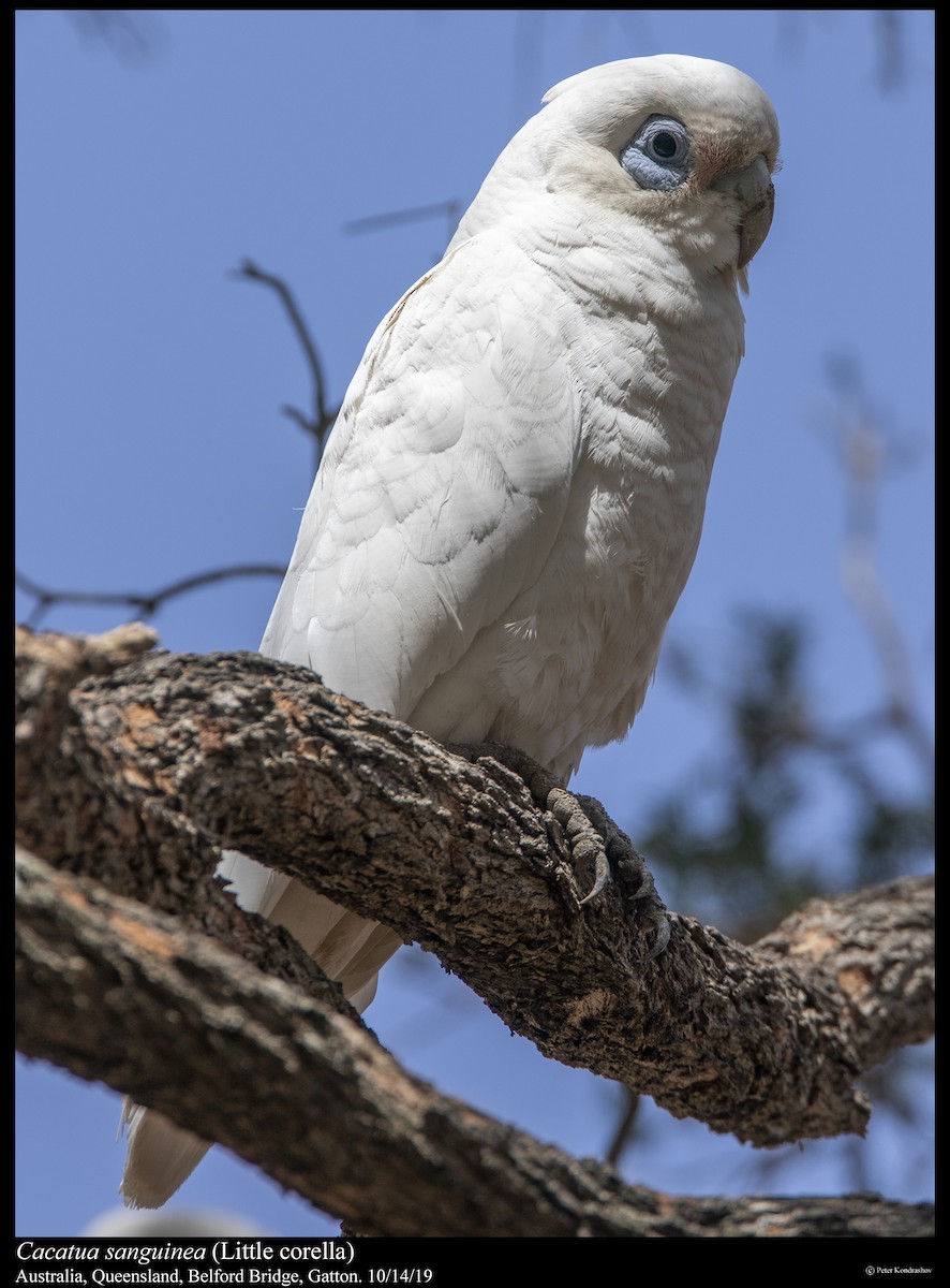 Little Corella - ML251864351