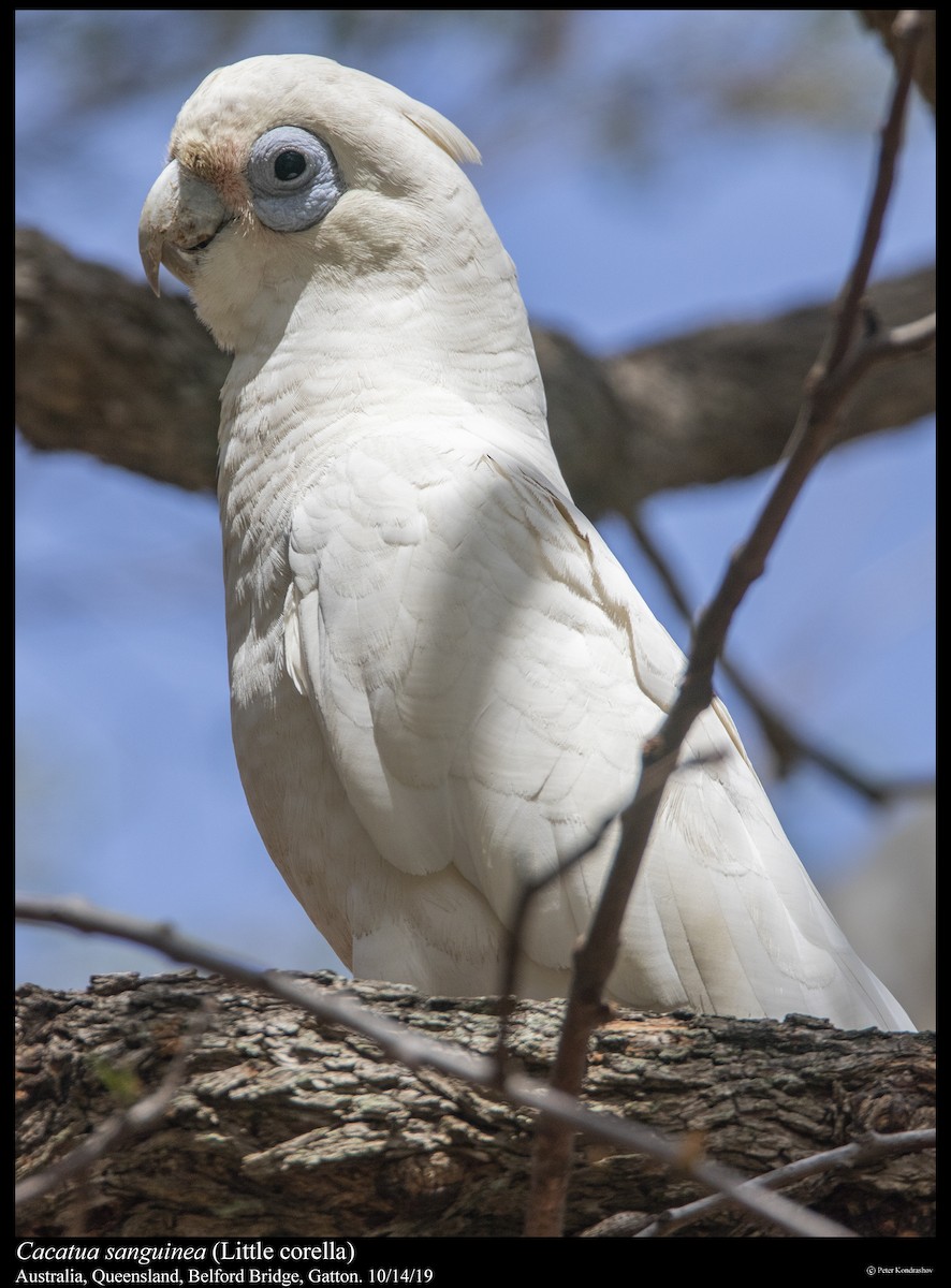 Little Corella - ML251864361