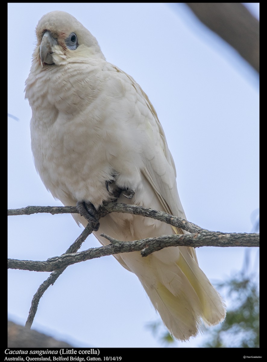 Little Corella - ML251864381