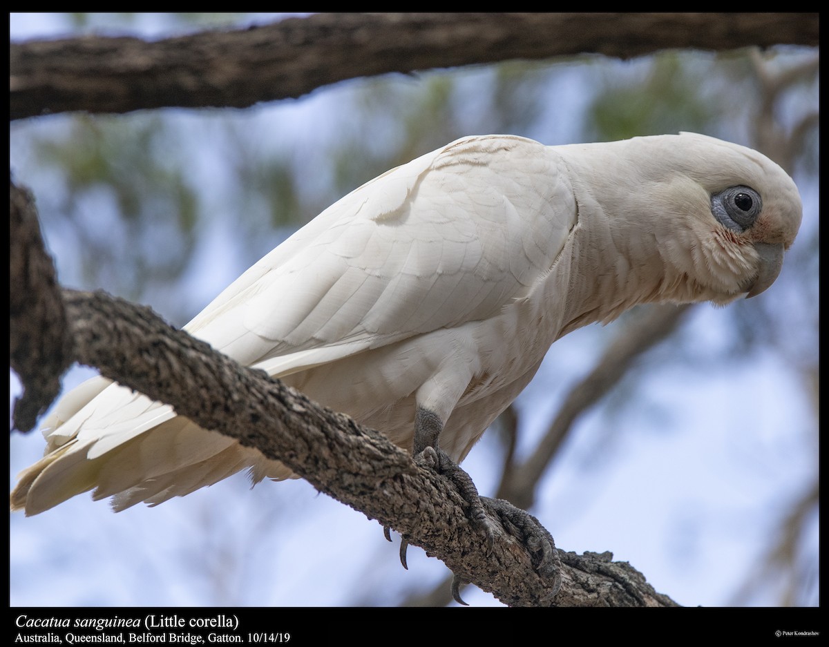Little Corella - ML251864391