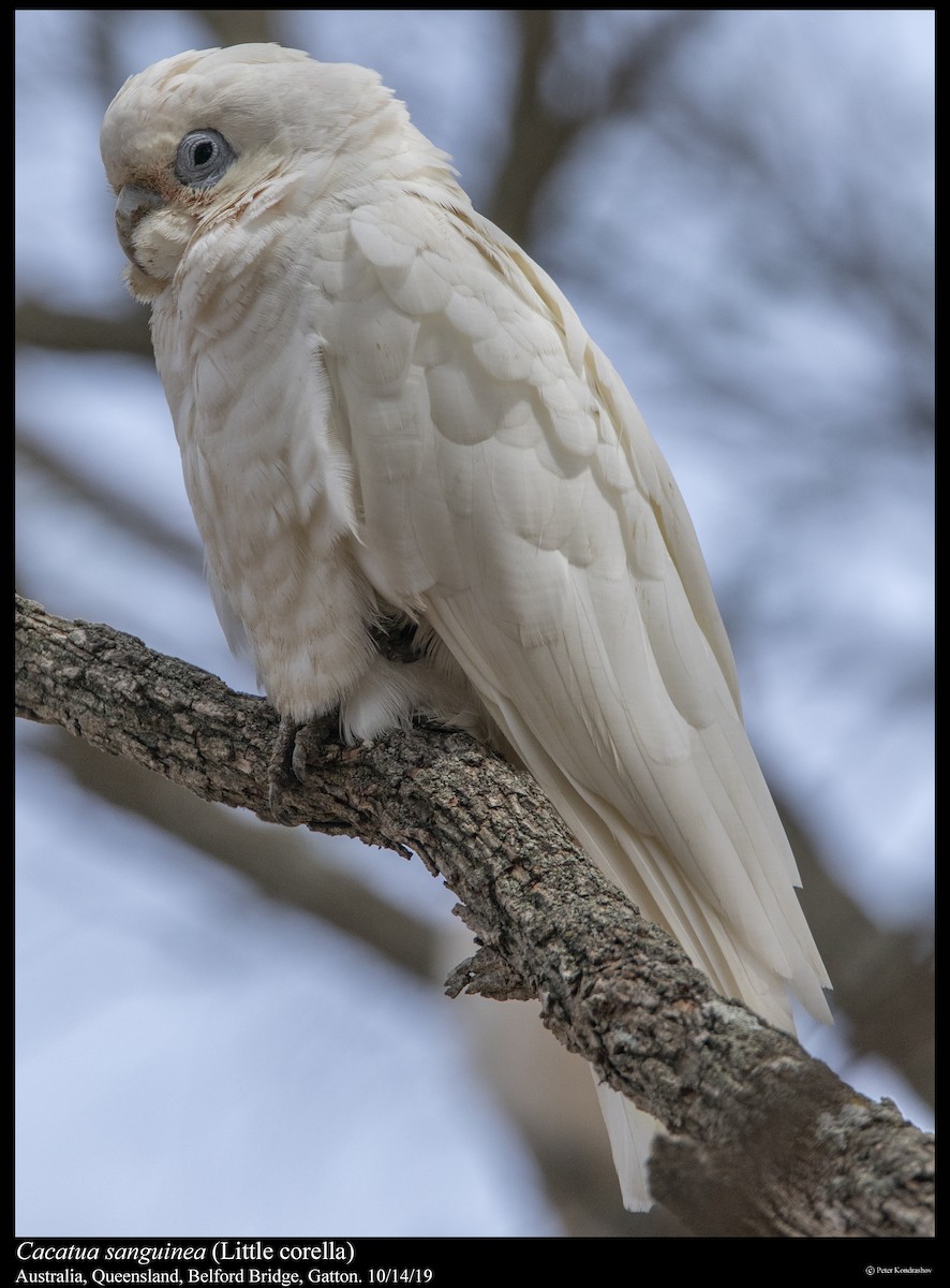 Little Corella - ML251864401