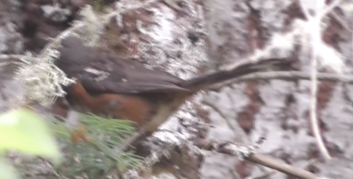 Spotted Towhee - ML251864601