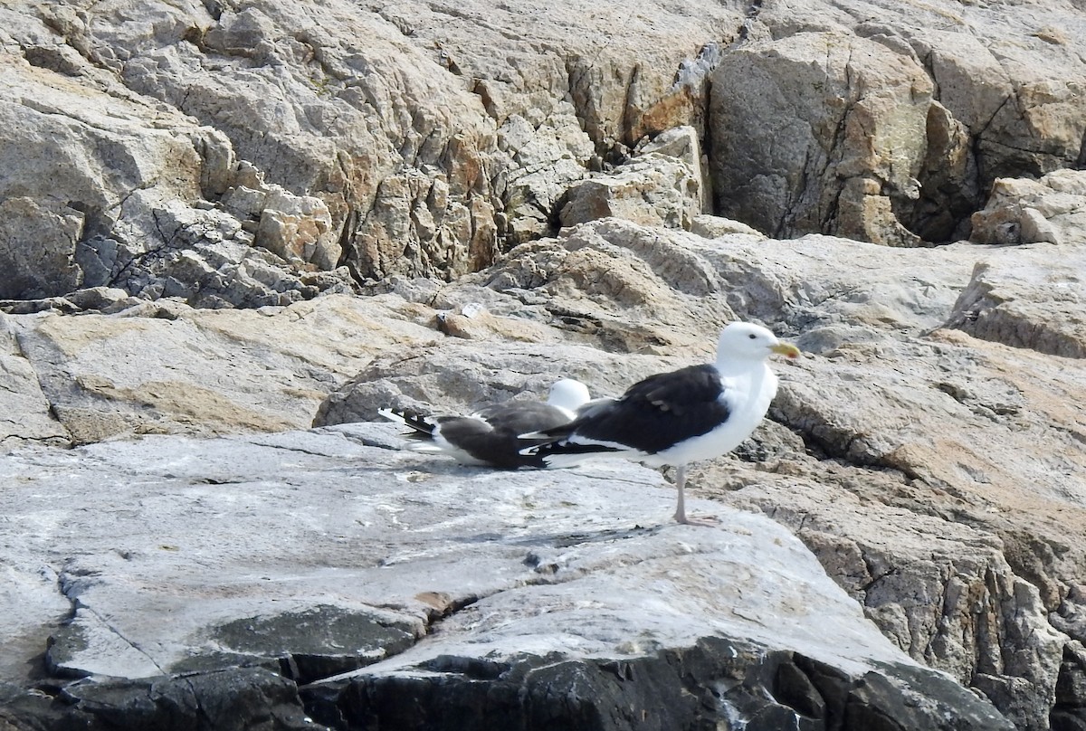 Great Black-backed Gull - ML251865301