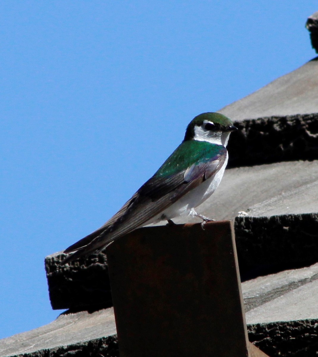 Violet-green Swallow - Charlie  Bynar