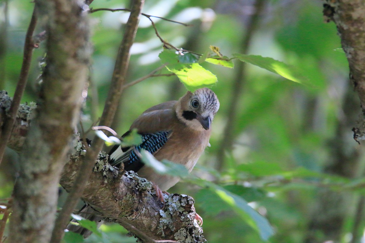 Eurasian Jay - ML251866661