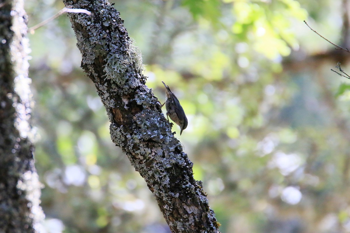 Eurasian Nuthatch - ML251866691