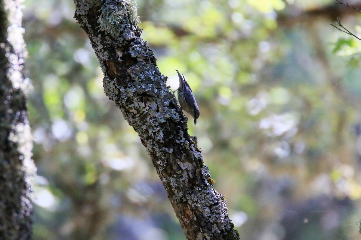 Eurasian Nuthatch - ML251866711