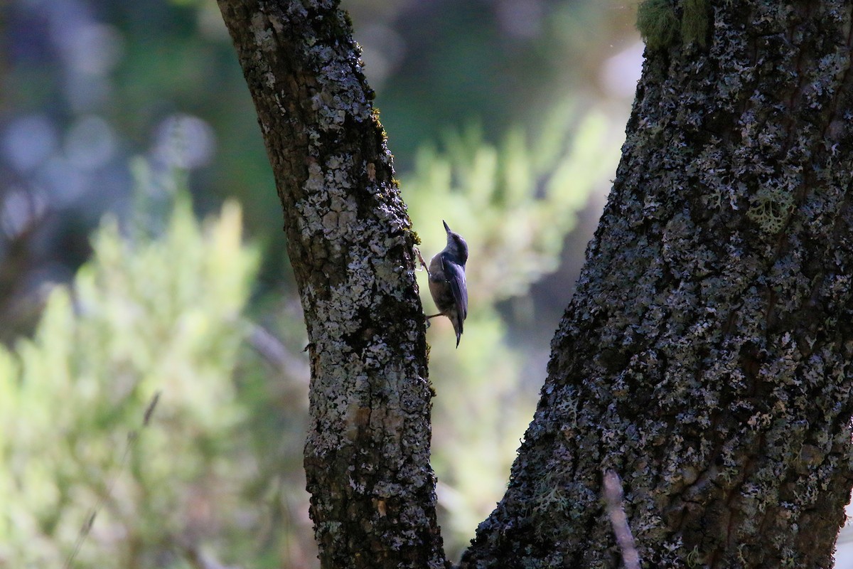 Eurasian Nuthatch - David Pérez