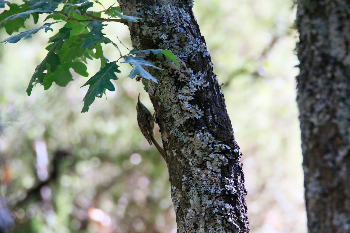 Short-toed Treecreeper - ML251866761