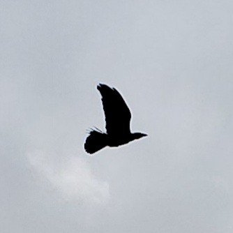 Mexikorabe - ML251867861