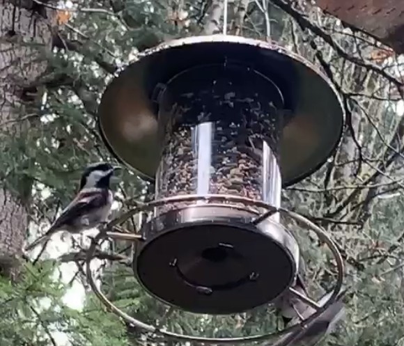 Chestnut-backed Chickadee - ML251868531