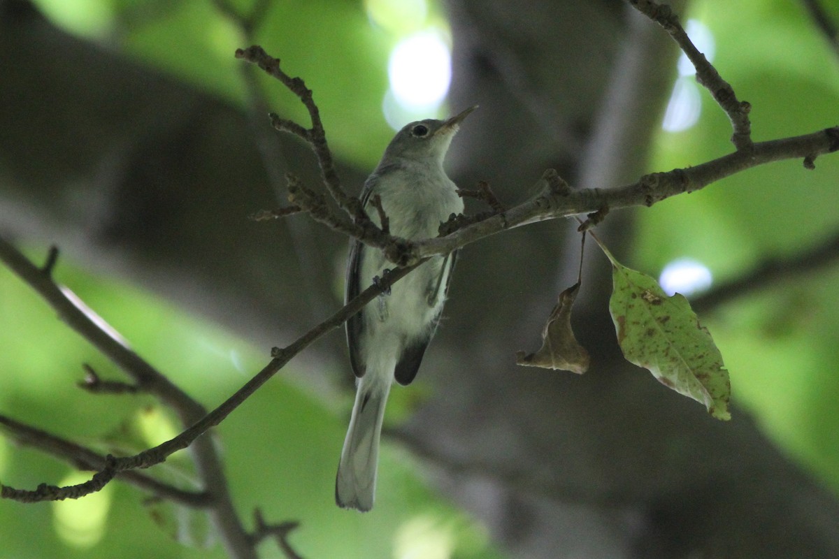 Blue-gray Gnatcatcher - David Bailey