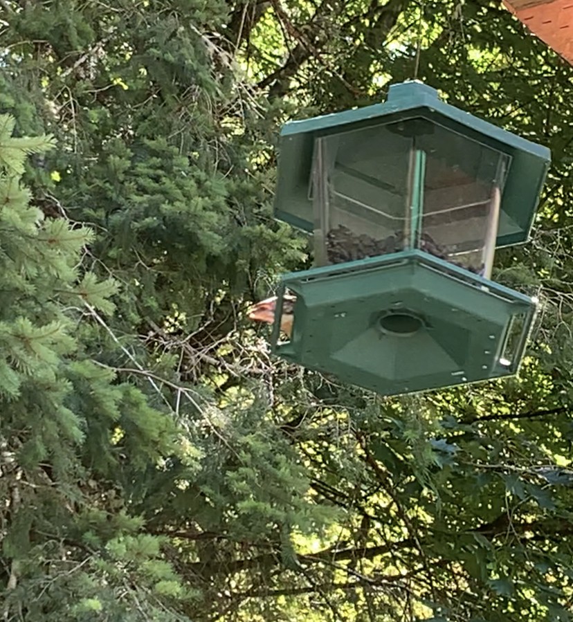 Black-headed Grosbeak - ML251868631