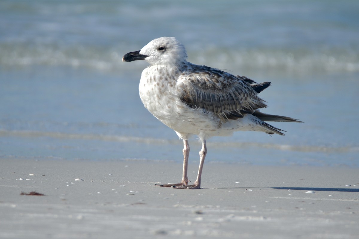 Great Black-backed Gull - ML251869361