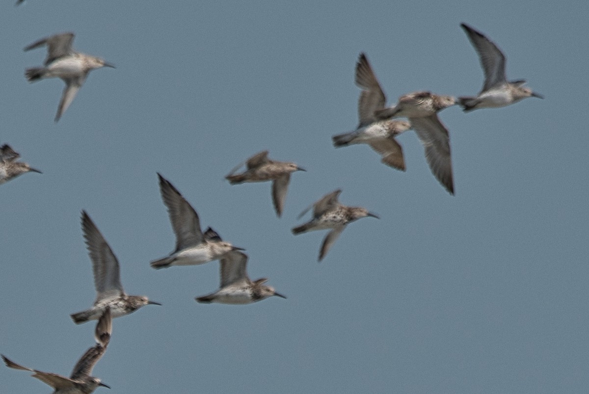 Red Knot - ML251869961