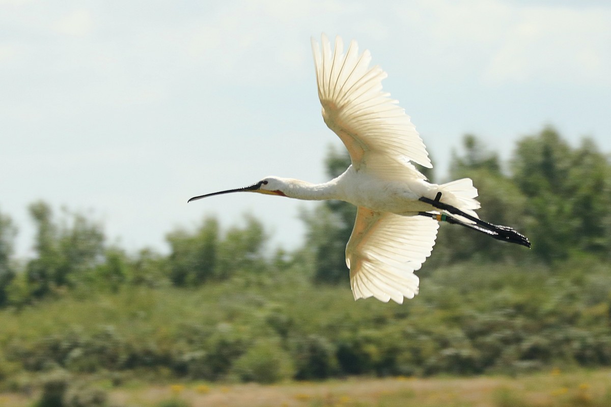 Eurasian Spoonbill - Letty Roedolf Groenenboom