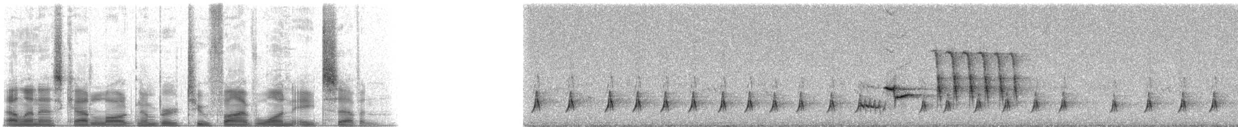 Spotted Towhee - ML25187