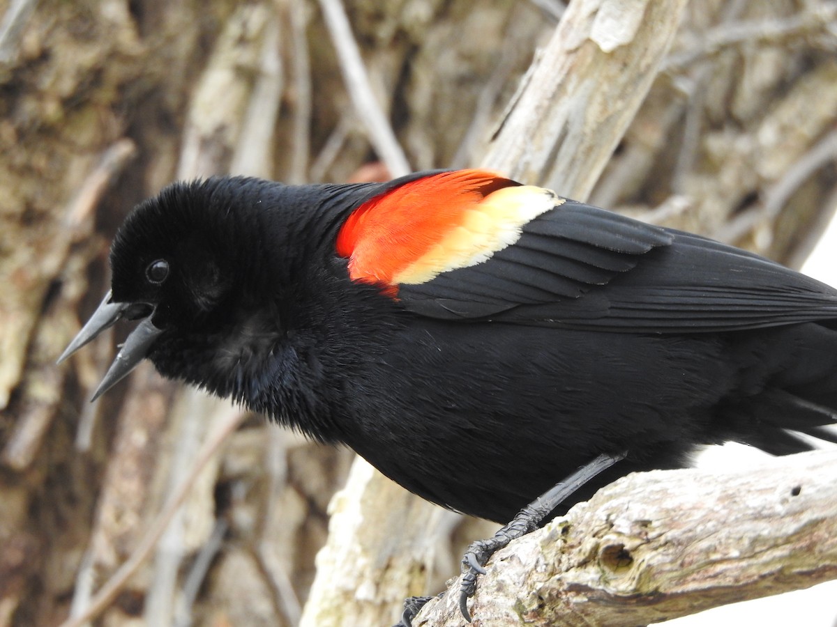 Red-winged Blackbird - Philip Steiner