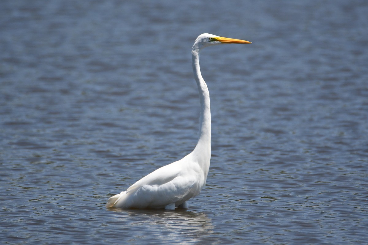 Great Egret - ML251870731