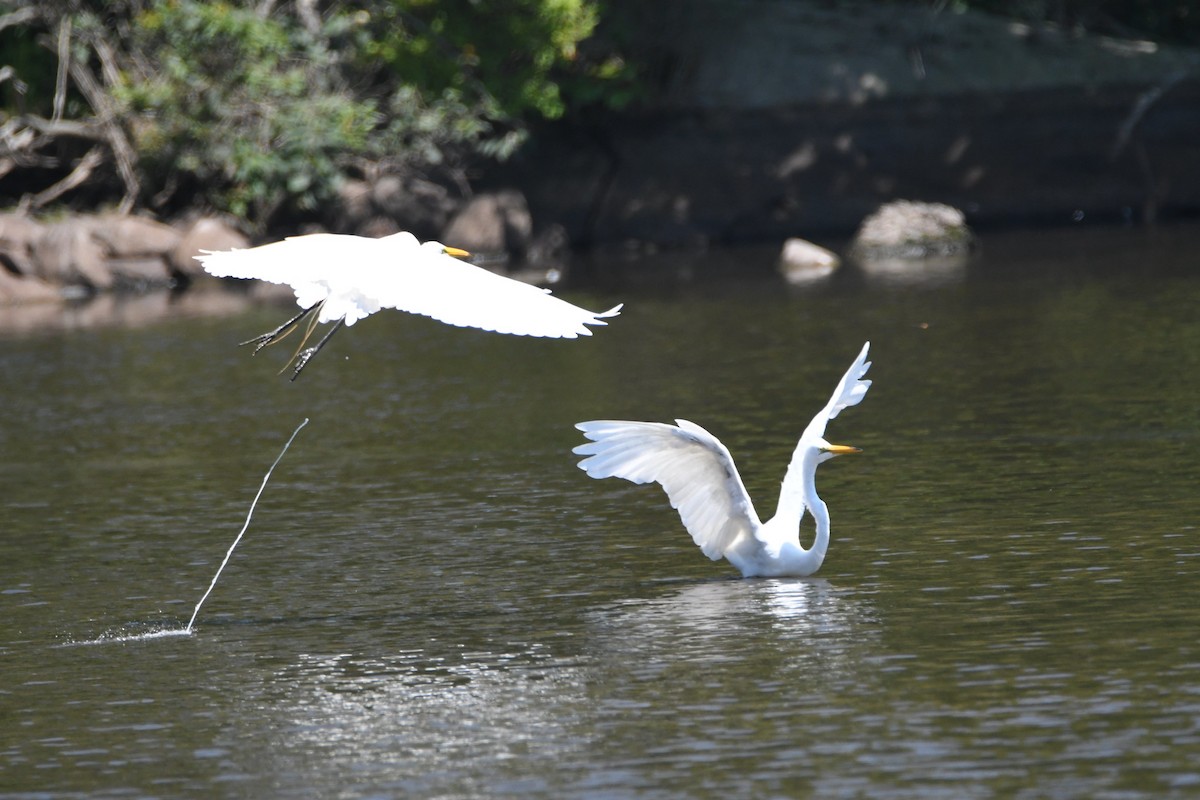 Great Egret - Michael  Aronson