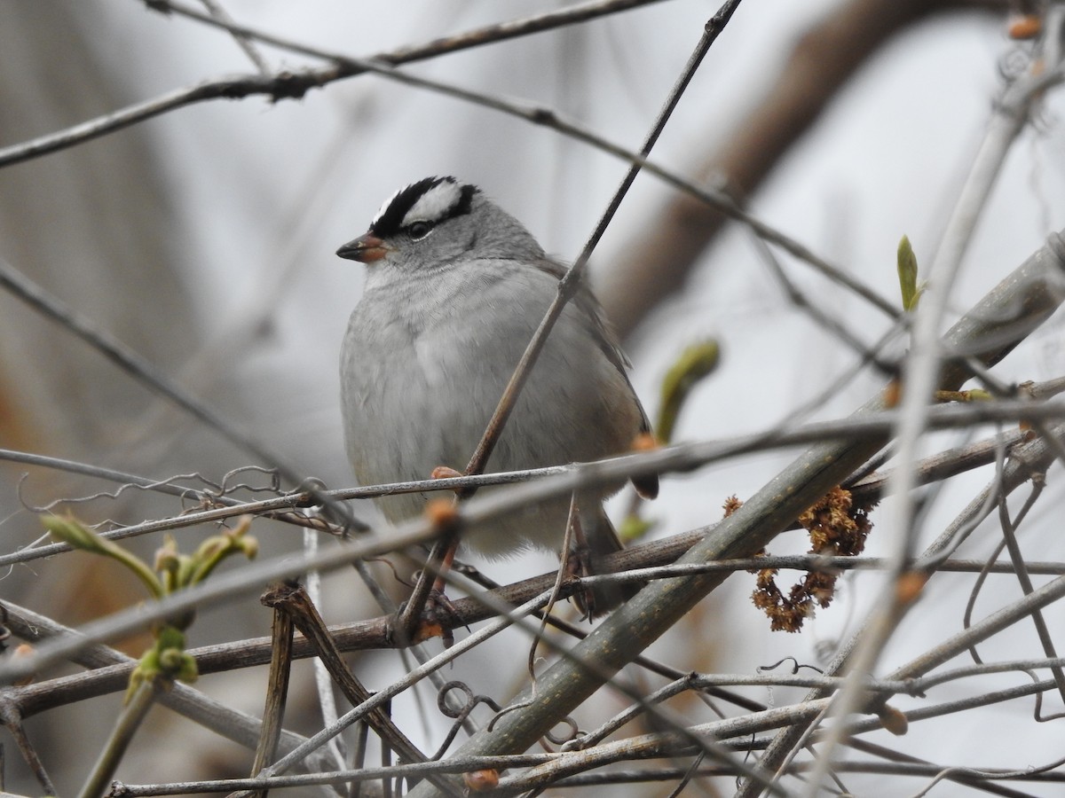 White-crowned Sparrow - ML251871701