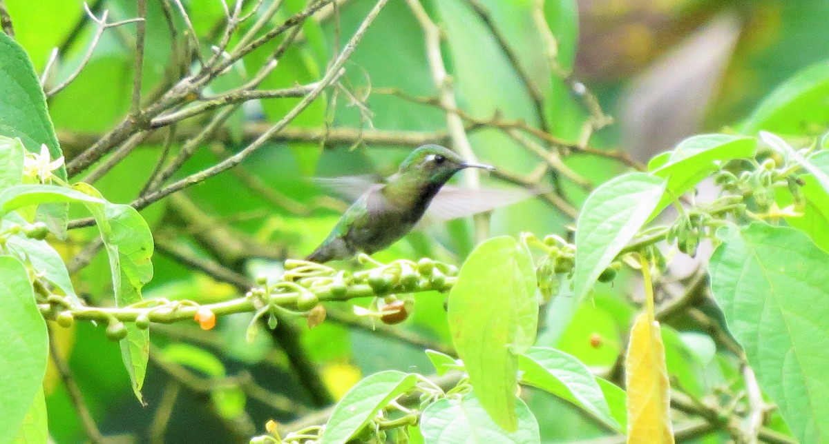 Emerald-chinned Hummingbird - ML25187211