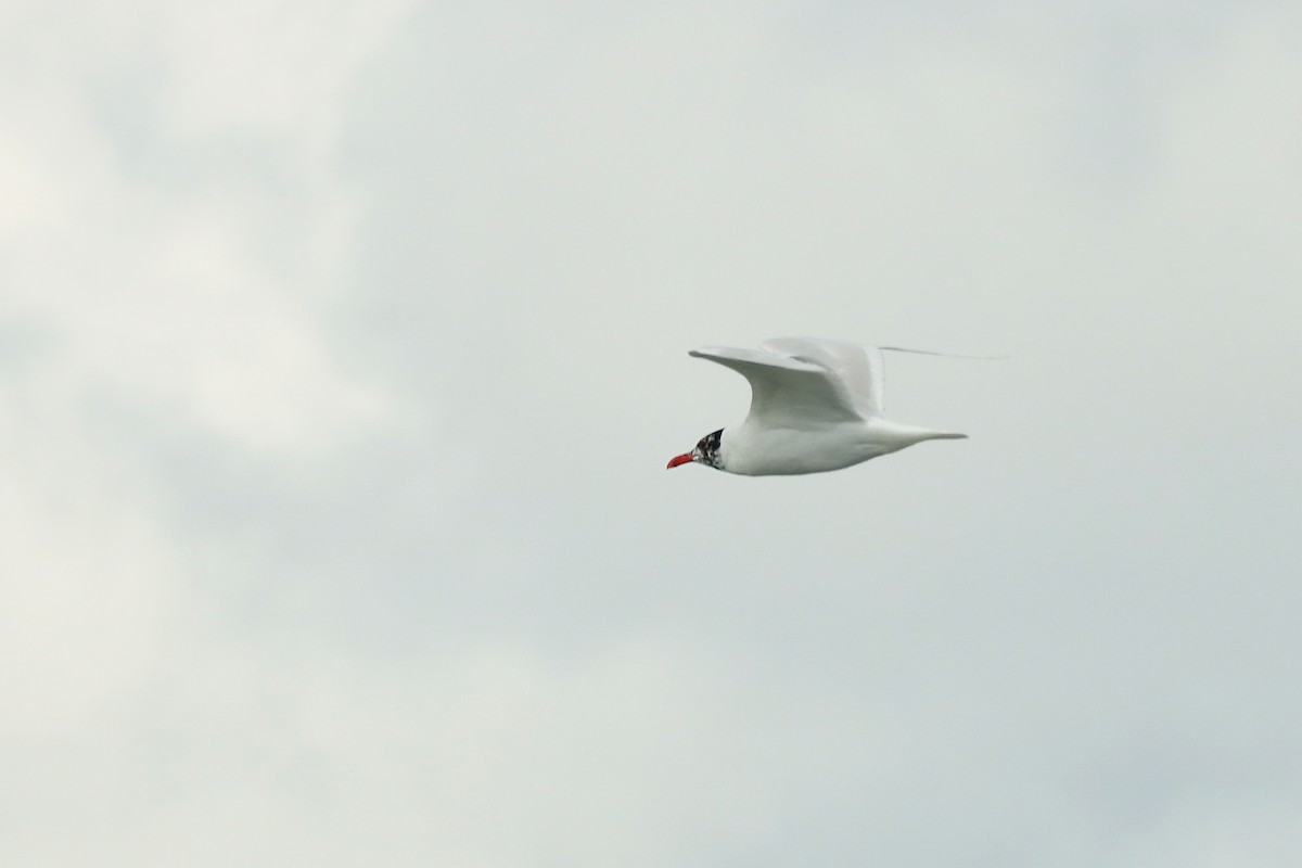 Mediterranean Gull - ML251873231