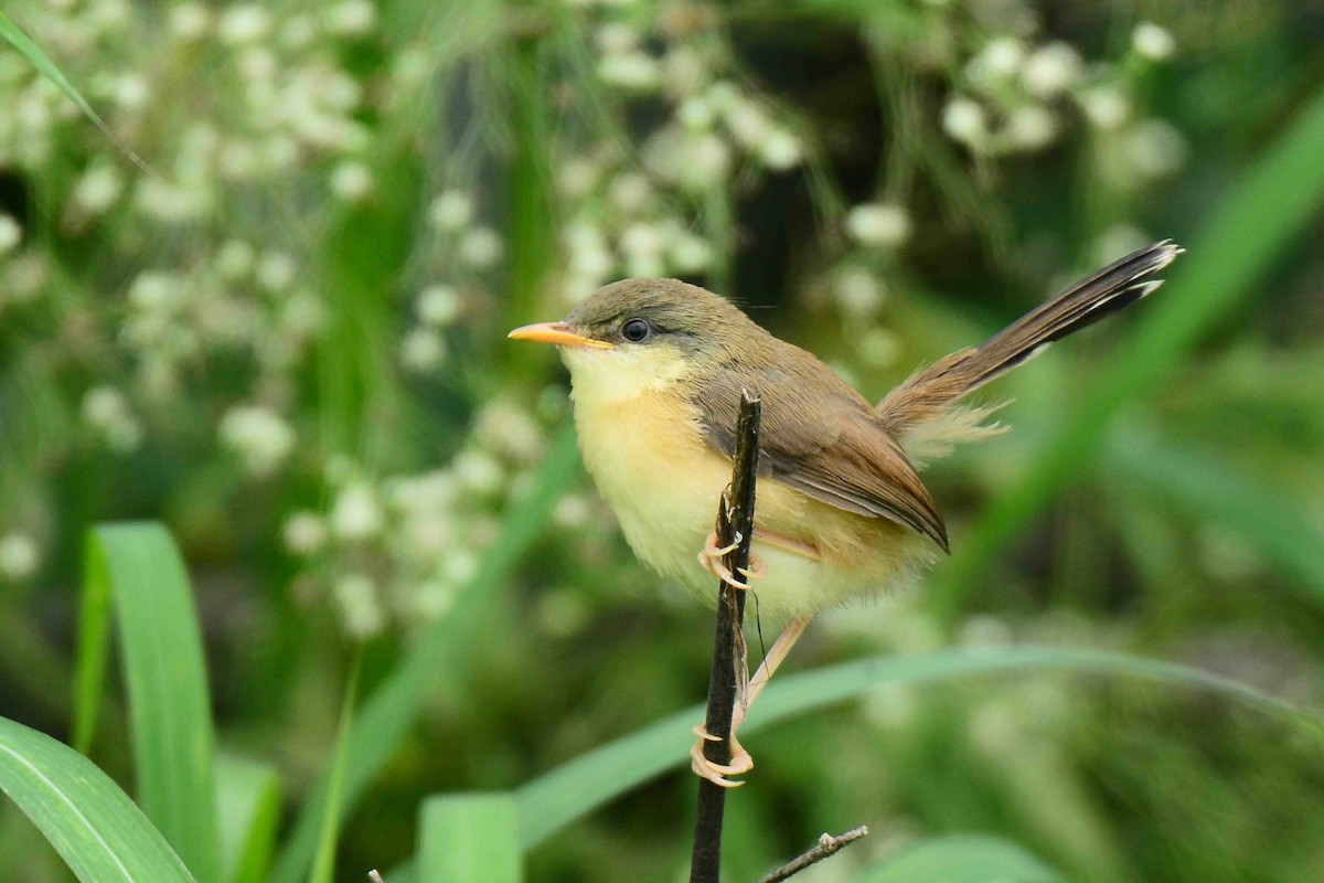 Ashy Prinia - ML251874081