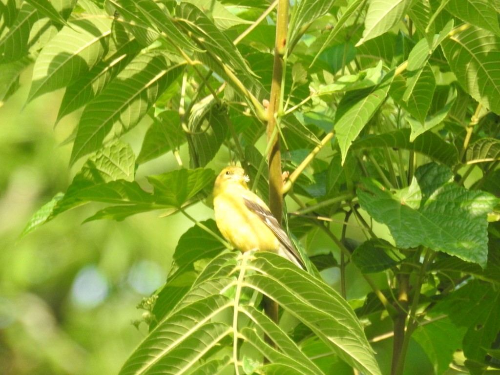 American Goldfinch - LF Melliny