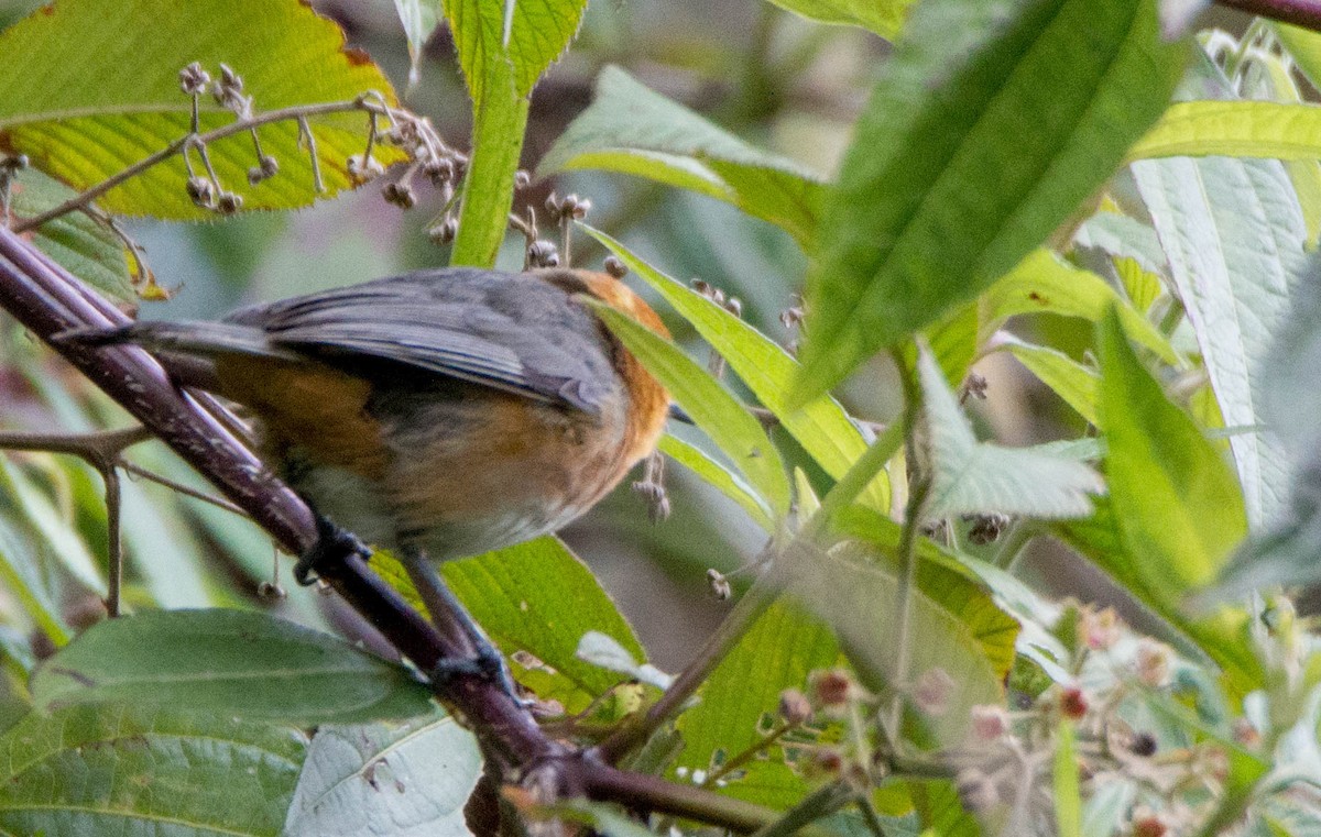 Rufous-chested Tanager - ML251876091