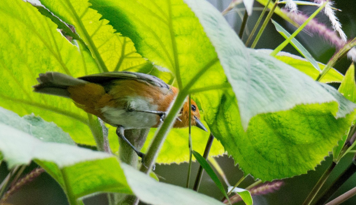 Rufous-chested Tanager - ML251876101