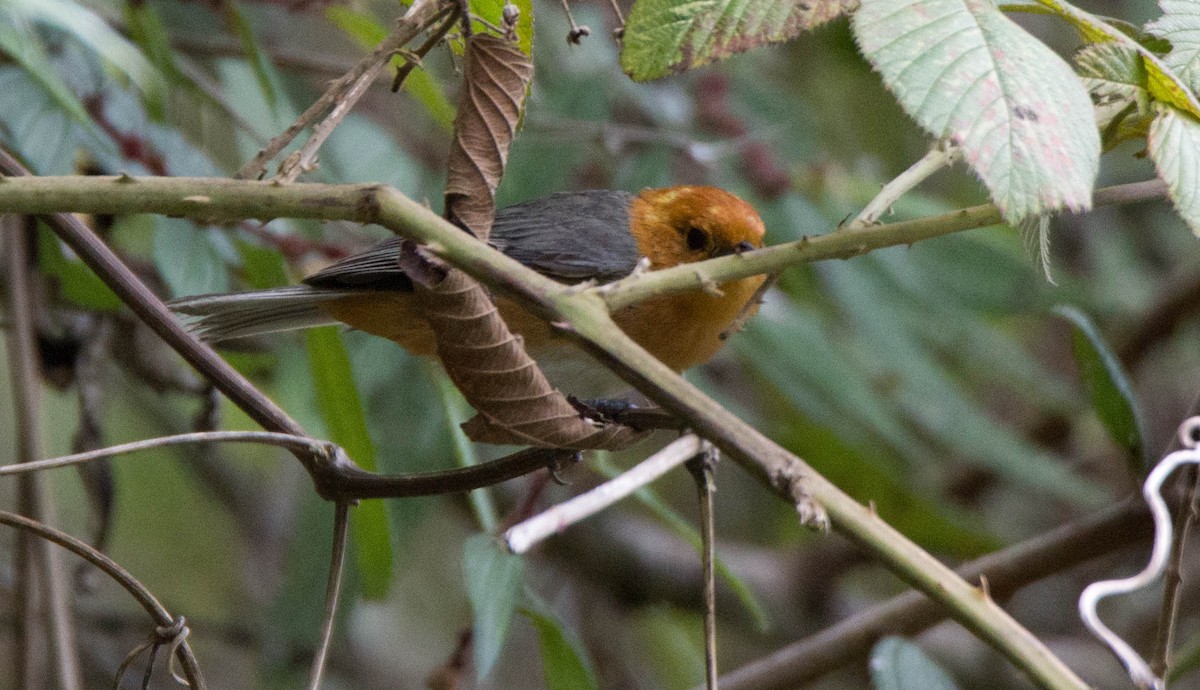 Rufous-chested Tanager - Jhon James Merchan Angel